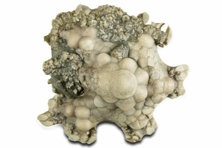 Fossil Crinoid (Agaricocrinus) w/ Partial Starfish - Indiana #344765